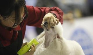 宠物美容师资格证