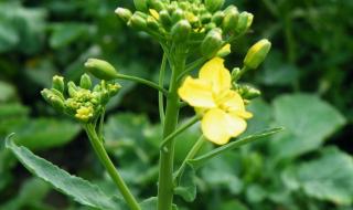 油菜花什么时候开花